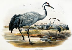 Common Crane (Grus cinerea), lithograph from Birds of Great Britain by William Matthew Hart