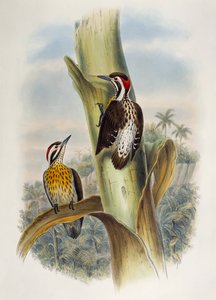 Philippine Pygmy Woodpecker (Dendrocopos maculatus), lithograph from Birds of Asia