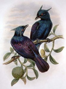 Phonygama Purpureiviolacea (colour litho) by William Matthew Hart
