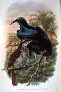 Ptiloris Magnificus, Rifle Bird of Paradise by William Matthew Hart
