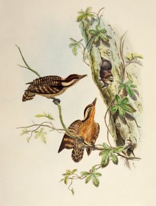 Sunda Woodpecker (Dendrocopos moluccensis), lithograph from Birds of Asia
