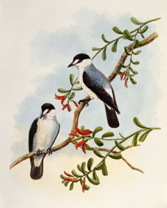 Torrent Robin (Monachella muelleriana)