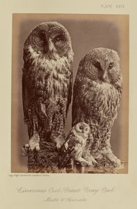 Cinereous Owl; Great Gray Owl. Male & Female