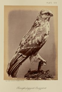 Rough-legged Buzzard