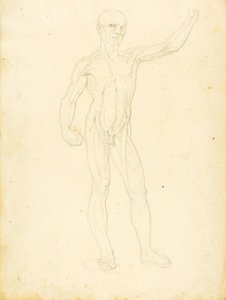 An Ecorche, front view by William Page