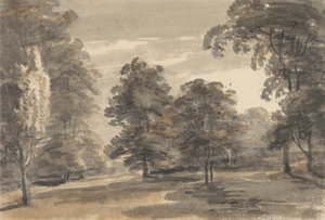 A Glade in a Wood
