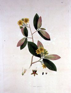 Ochna squarrosa, illustration from 
