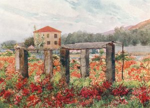 A Rose Garden, Bordighera