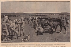 Patient Victims of the War, Wounded Horses Sent Back from the Front Being Examined