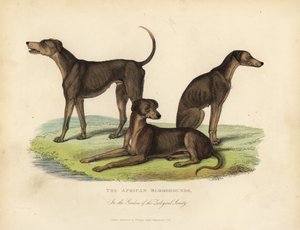 African Bloodhounds in the Gardens of the Zoological Society by William Smellie