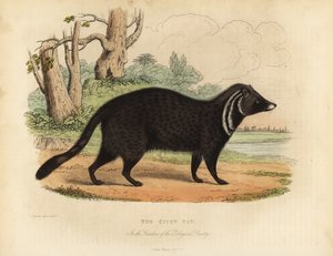 African civet, Civettictis civetta