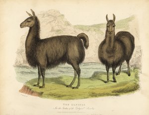 Alpaca, Vicugna pacos