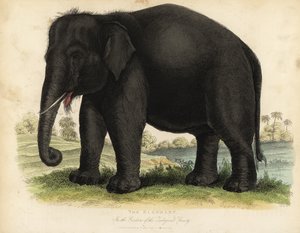 Asian elephant, Elephas maximus, endangered