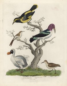 Birds and Dodo. Handcoloured Copperplate Engraving by William Smellie