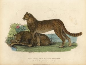 Cheetah, Acinonyx jubatus