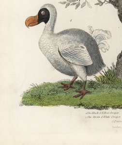 Dodo, Raphus cucullatus, extinct flightless bird