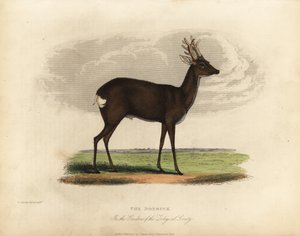 European roe deer, Capreolus capreolus