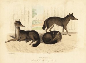 Golden Jackal, Canis Aureus