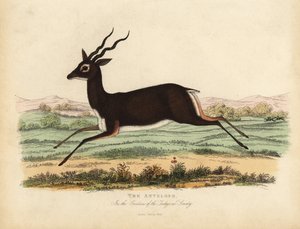 Indian Antelope or Blackbuck, Antilope Cervicapra