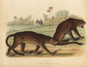 Leopards
