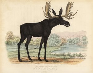 Moose or Elk by William Smellie