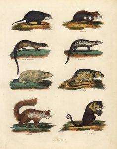 Rodent species