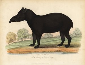 South American tapir, Tapirus terrestris, vulnerable by William Smellie