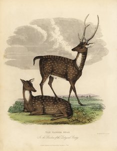 Swamp Deer or Barasingha, Rucervus Duvaucelii