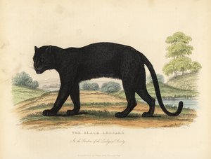 The Black Leopard, Panthera Pardus