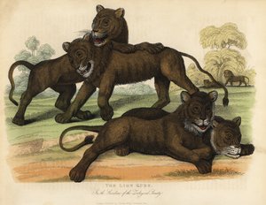 The Lion Cubs in the Gardens of the Zoological Society by William Smellie
