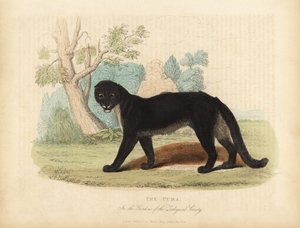The Puma or Cougar, Puma concolor by William Smellie