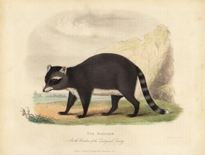The Raccoon, Procyon lotor