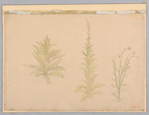 Study of Mullein Plants
