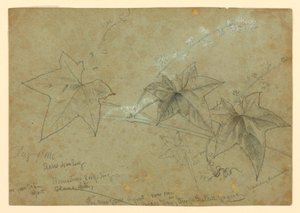 Study of Foliage by William Trost Richards