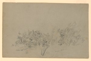 Study of Foliage