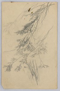 Study of Foliage