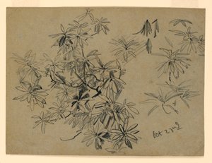 Study of Foliage