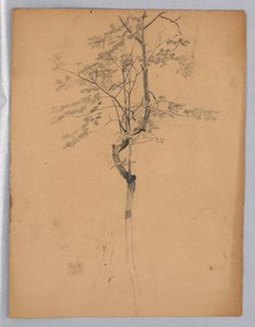 Study of Foliage