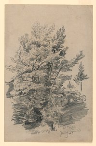 Study of Foliage