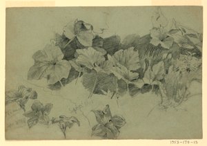 Study of Foliage