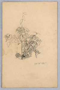 Study of Foliage by William Trost Richards