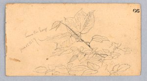 Study of Foliage by William Trost Richards