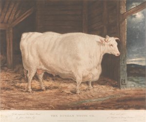 The Durham White Ox by William Ward