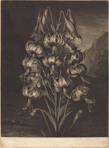 The Superb Lily by William Ward after Philip Reinagle