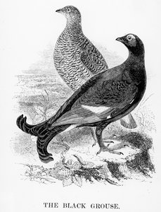 The Black Grouse by William Yarrell