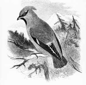 The Bohemian Waxwing, Illustration from 