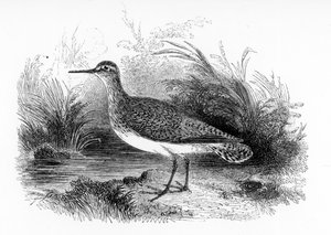 The Common Sandpiper, illustration from 