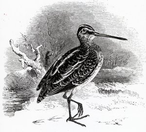 The Common Snipe, illustration from 