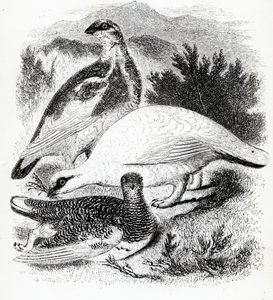 The Ptarmigan, Illustration from 