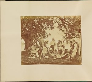 Tiger Carcass